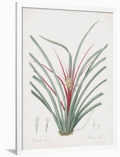 Bromelia Karatas-Pierre Joseph Redoute-Framed Giclee Print