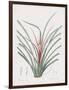 Bromelia Karatas-Pierre Joseph Redoute-Framed Giclee Print