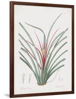 Bromelia Karatas-Pierre Joseph Redoute-Framed Giclee Print