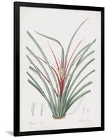 Bromelia Karatas-Pierre Joseph Redoute-Framed Giclee Print