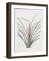 Bromelia Karatas-Pierre Joseph Redoute-Framed Giclee Print