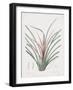 Bromelia Karatas-Pierre Joseph Redoute-Framed Giclee Print