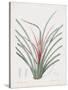 Bromelia Karatas-Pierre Joseph Redoute-Stretched Canvas