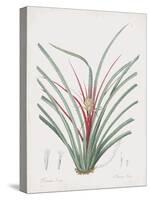 Bromelia Karatas-Pierre Joseph Redoute-Stretched Canvas