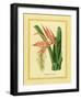 Bromelia Zebrina-C^ Van Geel-Framed Art Print