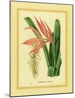 Bromelia Zebrina-C^ Van Geel-Mounted Art Print