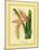 Bromelia Zebrina-C^ Van Geel-Mounted Art Print