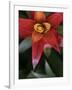 Bromeliad Burst III-Jason Johnson-Framed Photographic Print