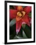 Bromeliad Burst III-Jason Johnson-Framed Photographic Print