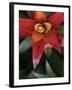 Bromeliad Burst III-Jason Johnson-Framed Photographic Print