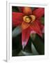 Bromeliad Burst III-Jason Johnson-Framed Photographic Print