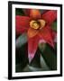 Bromeliad Burst III-Jason Johnson-Framed Photographic Print