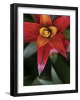 Bromeliad Burst III-Jason Johnson-Framed Photographic Print