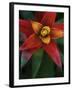 Bromeliad Burst IV-Jason Johnson-Framed Photographic Print