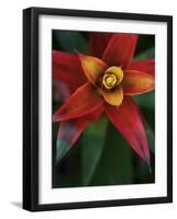 Bromeliad Burst IV-Jason Johnson-Framed Photographic Print