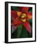 Bromeliad Burst IV-Jason Johnson-Framed Photographic Print