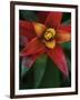 Bromeliad Burst IV-Jason Johnson-Framed Photographic Print