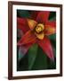 Bromeliad Burst IV-Jason Johnson-Framed Photographic Print