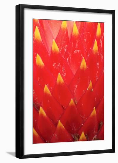 Bromeliad (Guzmania sp.) Flowering, close-up-Jurgen & Christine Sohns-Framed Photographic Print