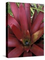 Bromeliad in Machu Picchu, Peru-Andres Morya-Stretched Canvas