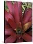 Bromeliad in Machu Picchu, Peru-Andres Morya-Stretched Canvas