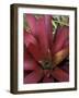 Bromeliad in Machu Picchu, Peru-Andres Morya-Framed Photographic Print