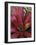 Bromeliad in Machu Picchu, Peru-Andres Morya-Framed Photographic Print