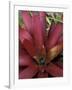 Bromeliad in Machu Picchu, Peru-Andres Morya-Framed Photographic Print