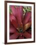 Bromeliad in Machu Picchu, Peru-Andres Morya-Framed Photographic Print