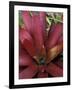 Bromeliad in Machu Picchu, Peru-Andres Morya-Framed Photographic Print