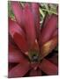 Bromeliad in Machu Picchu, Peru-Andres Morya-Mounted Photographic Print