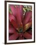 Bromeliad in Machu Picchu, Peru-Andres Morya-Framed Photographic Print