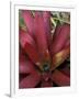 Bromeliad in Machu Picchu, Peru-Andres Morya-Framed Photographic Print