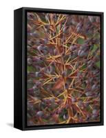 Bromeliad, Maui, Hawaii, USA-Merrill Images-Framed Stretched Canvas