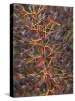 Bromeliad, Maui, Hawaii, USA-Merrill Images-Stretched Canvas