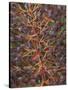 Bromeliad, Maui, Hawaii, USA-Merrill Images-Stretched Canvas