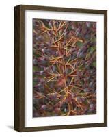 Bromeliad, Maui, Hawaii, USA-Merrill Images-Framed Photographic Print