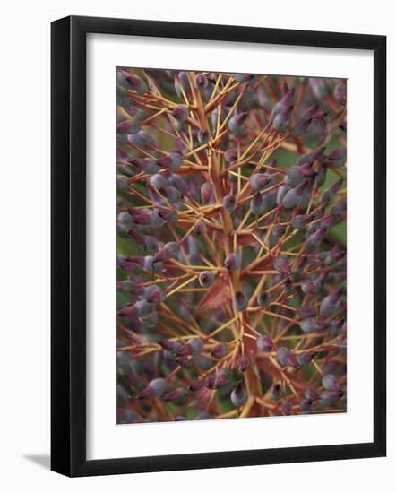 Bromeliad, Maui, Hawaii, USA-Merrill Images-Framed Photographic Print