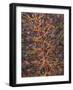 Bromeliad, Maui, Hawaii, USA-Merrill Images-Framed Photographic Print