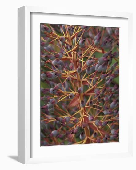 Bromeliad, Maui, Hawaii, USA-Merrill Images-Framed Photographic Print