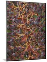 Bromeliad, Maui, Hawaii, USA-Merrill Images-Mounted Photographic Print