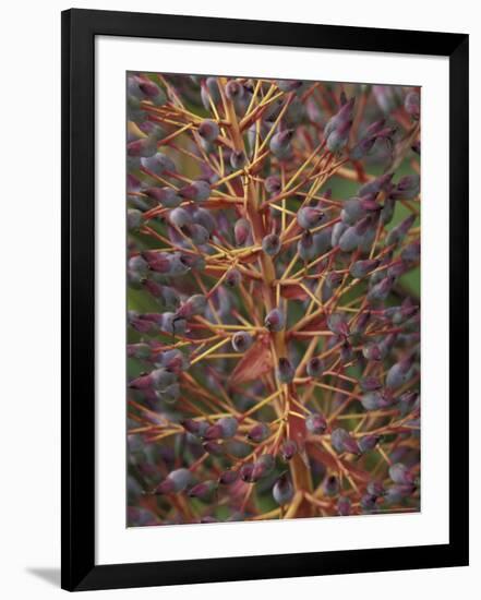 Bromeliad, Maui, Hawaii, USA-Merrill Images-Framed Photographic Print