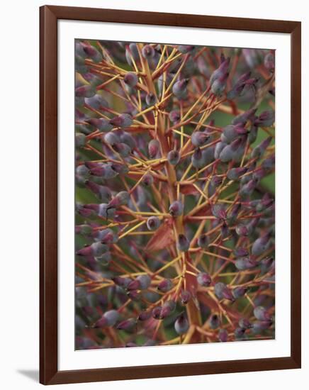 Bromeliad, Maui, Hawaii, USA-Merrill Images-Framed Photographic Print