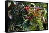 Bromeliad Plant-Dr. Keith Wheeler-Framed Stretched Canvas