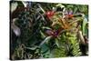Bromeliad Plant-Dr. Keith Wheeler-Stretched Canvas