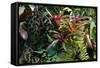 Bromeliad Plant-Dr. Keith Wheeler-Framed Stretched Canvas