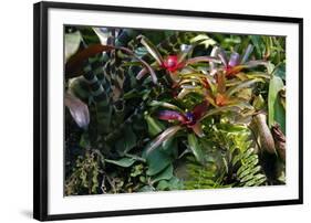 Bromeliad Plant-Dr. Keith Wheeler-Framed Photographic Print