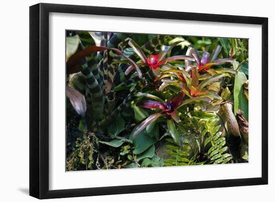 Bromeliad Plant-Dr. Keith Wheeler-Framed Photographic Print