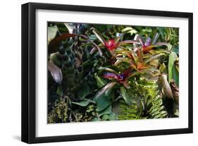 Bromeliad Plant-Dr. Keith Wheeler-Framed Photographic Print