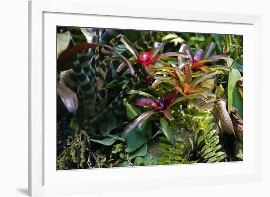 Bromeliad Plant-Dr. Keith Wheeler-Framed Photographic Print